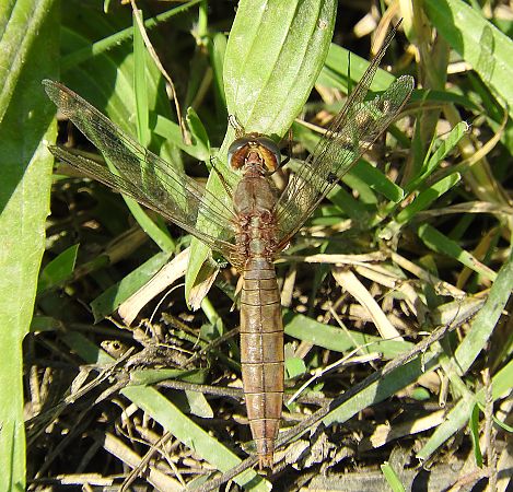 Crocothemis erythraea  - Giampaolo Scanelli