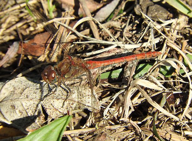 Sympetrum striolatum  - Giampaolo Scanelli