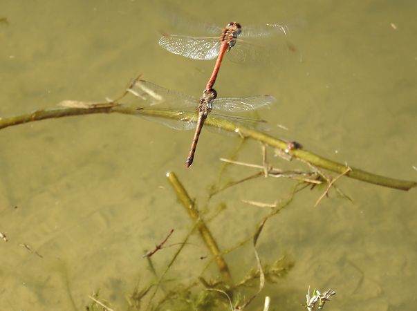 Sympetrum striolatum  - Giampaolo Scanelli