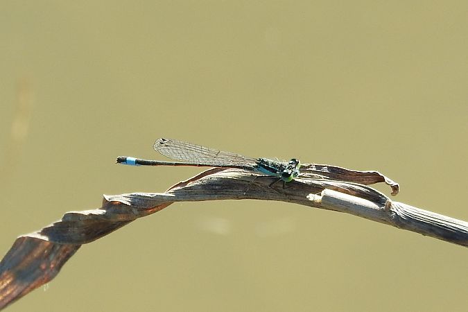 Ischnura elegans  - Giampaolo Scanelli