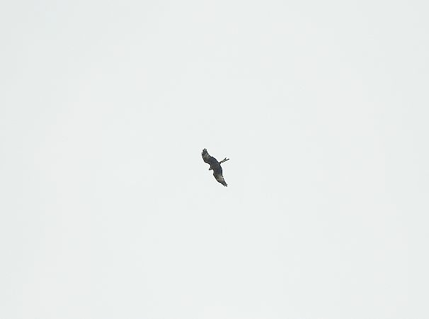 Nibbio reale  - Giampaolo Scanelli