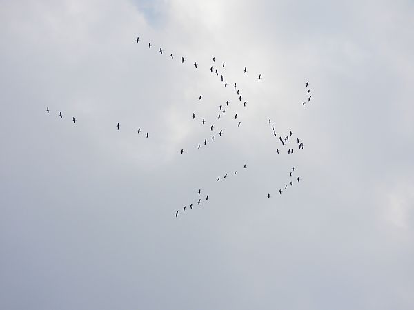 Gru  - Massimino Luigi Brigo