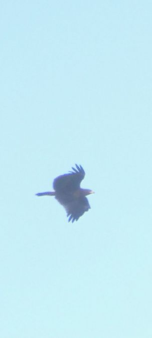 Aquila indet.  - Stefano Zanotto