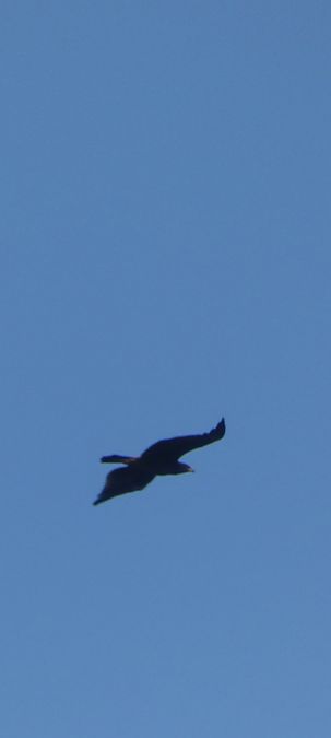 Aquila indet.  - Stefano Zanotto