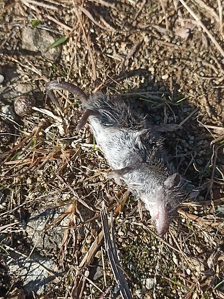 Crocidura sp.  - Stefano Zanotto