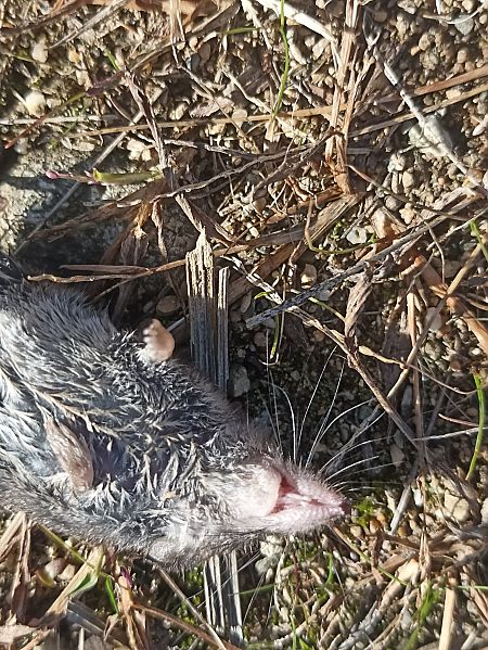 Crocidura sp.  - Stefano Zanotto