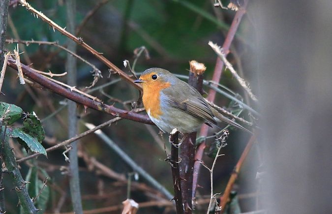 Pettirosso  - Pietro Arienti