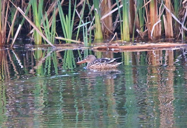 Mestolone  - Pietro Arienti