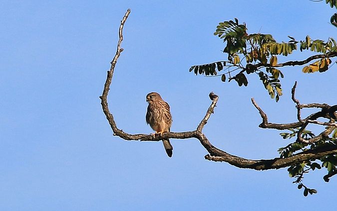 Gheppio  - Pietro Arienti