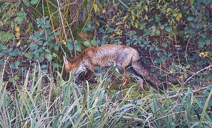 Volpe  - Pietro Arienti