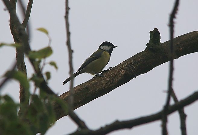 Cinciallegra  - Pietro Arienti