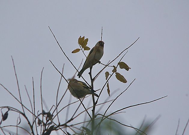 Cardellino  - Pietro Arienti