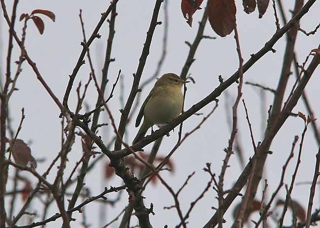 Luì piccolo  - Pietro Arienti