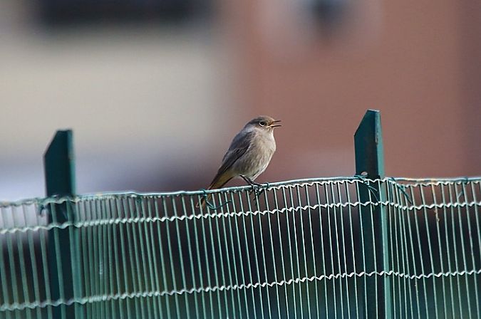 Codirosso spazzacamino  - Pietro Arienti