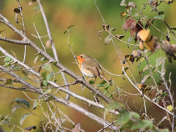 Pettirosso  - Pietro Arienti