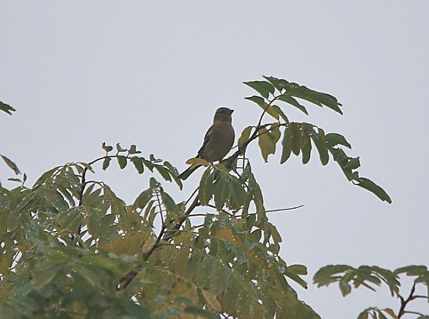 Fringuello  - Pietro Arienti