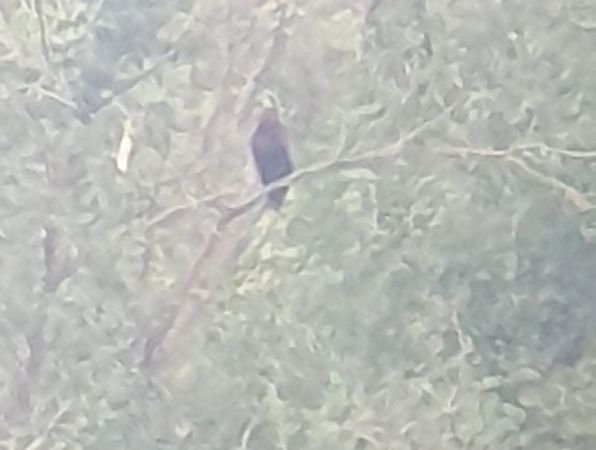 Aquila anatraia maggiore  - Maurizio Castellucci