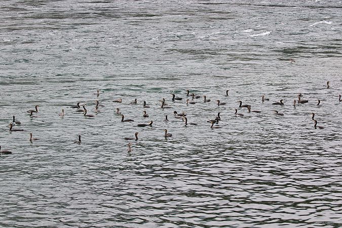 Cormorano  - Enrico Viganò