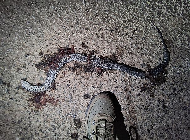 Natrice dal collare settentrionale  - Nicola Larroux