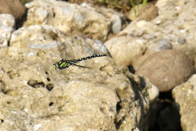 Aeshna cyanea  - Francesco Ornaghi