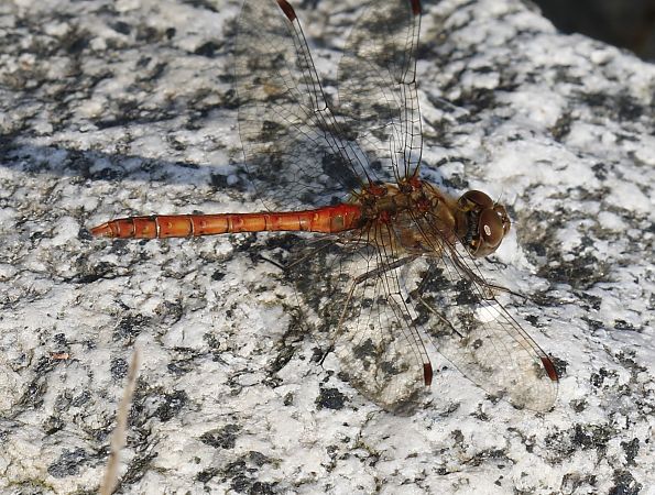 Sympetrum striolatum  - Francesco Ornaghi