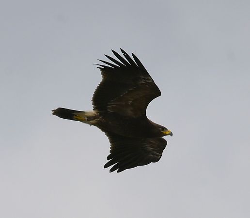 Aquila anatraia minore  - Anonimo