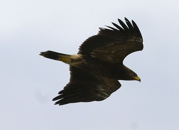 Aquila anatraia minore  - Anonimo