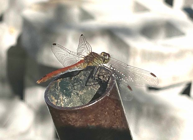 Sympetrum sanguineum  - Pier Luigi Taiariol