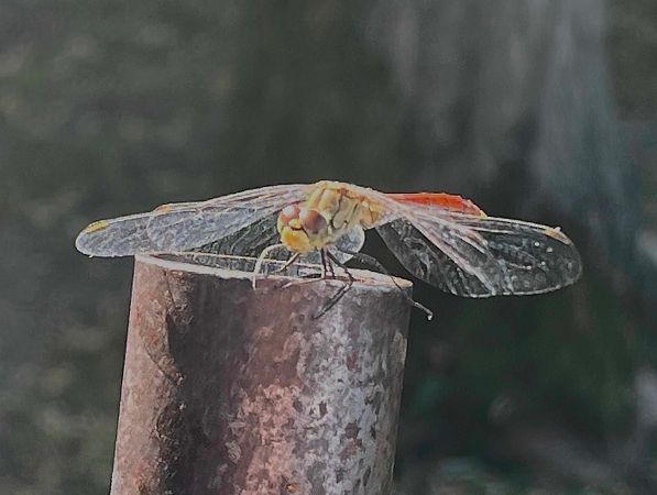 Sympetrum sanguineum  - Pier Luigi Taiariol