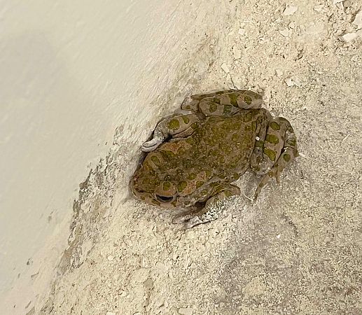 Rospo smeraldino (tutte le specie)  - Pier Luigi Taiariol