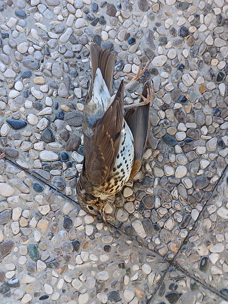 Tordo bottaccio  - Enrico Bissardella