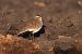 Pavoncella gregaria (Vanellus gregarius) © Moreno Nalin