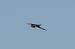 Smeriglio (Falco columbarius) © Aldo Tonelli