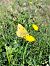 Colias crocea © Giovanni Gambale