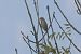 Migliarino di palude (Emberiza schoeniclus) © Giuseppe Colombo
