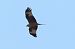 Milan royal (Milvus milvus) © Paolo Grion