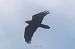 Corvo imperiale (Corvus corax) © Andrea Mosele