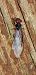 Crematogaster scutellaris  - Michele Cento