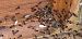 Crematogaster scutellaris © Michele Cento