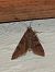 Nomophila noctuella © Michele Cento