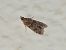 Eudonia mercurella © Michele Cento