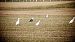 Zafferano (Larus fuscus) © Daniele Ronconi