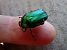 Cetonia aurata © Daniele Ronconi