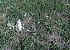 Airone guardabuoi (Ardea ibis) © Daniele Ronconi