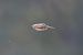 Passeriforme indet. (Passeriformes sp.) © Autore sconosciuto