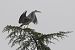 Airone cenerino (Ardea cinerea) © Autore sconosciuto