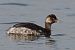 Svasso piccolo (Podiceps nigricollis) © Autore sconosciuto