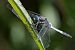Orthetrum albistylum © Autore sconosciuto