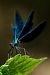 Calopteryx virgo 