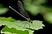 Calopteryx virgo © Autore sconosciuto
